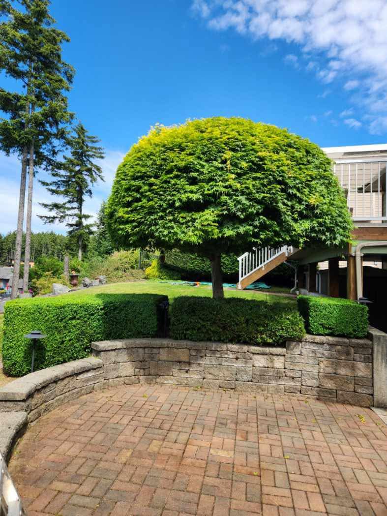 Nanaimo Hedge and shrub trimming