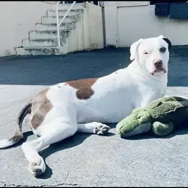 Lucy the gym dog at 4Balance Fitness