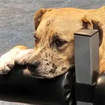 Wednesday the gym dog at 4Balance Fitness