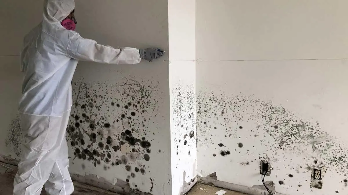 VHrestoration technician cutting moldy drywall from a wall, demonstrating professional mold remediation services to ensure a safe and healthy environment.