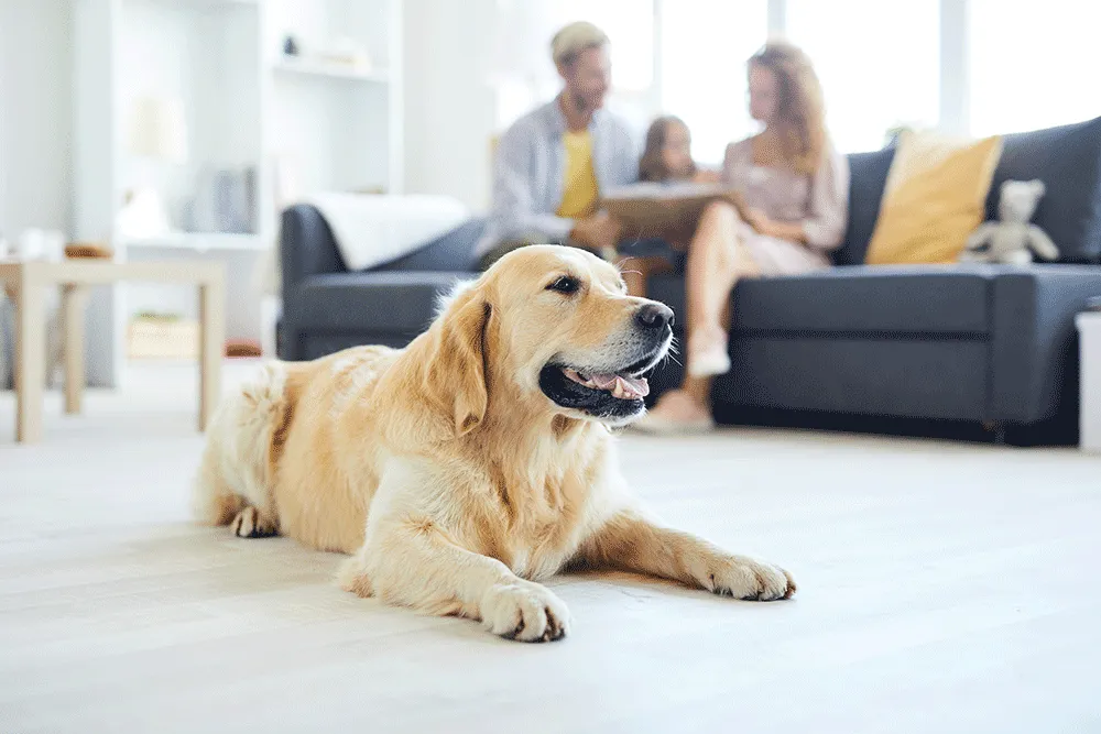 Happy dog on the floor and joyful family on the couch, celebrating after VHrestoration's effective odor removal services restored a fresh home environment.