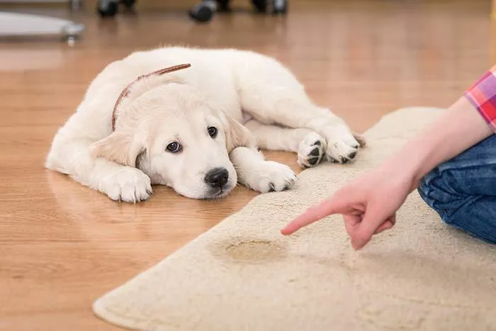 Dog standing near a rug after urinating, highlighting the need for professional cleaning and odor removal services from VHrestoration.