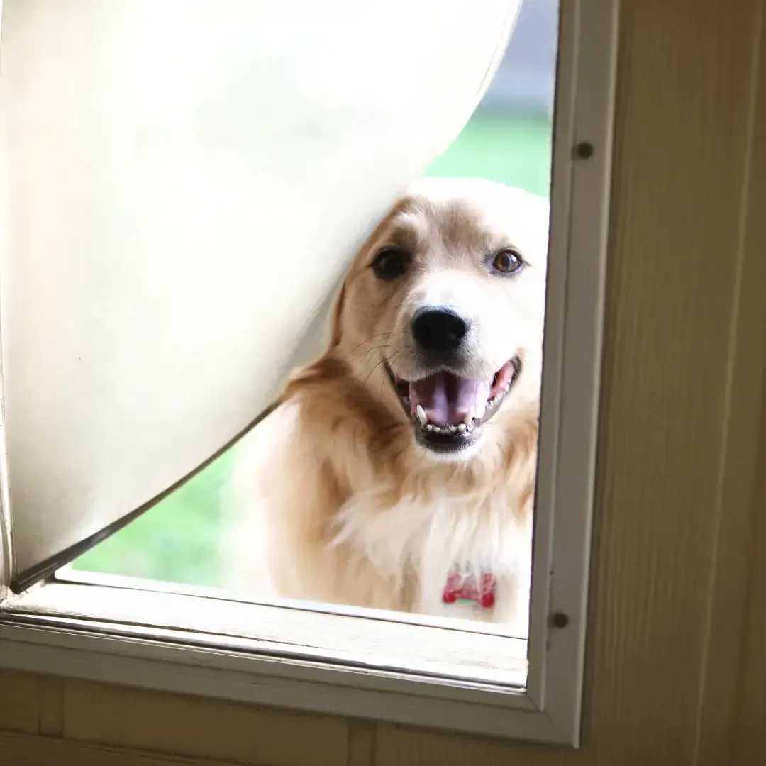 Custom Dog Doors by Otterloop Handyman Services - Knoxville 