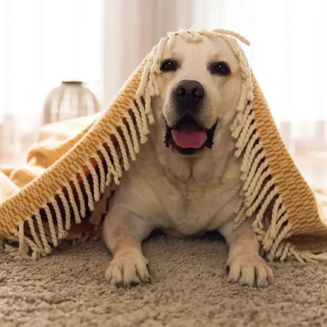 Chewed Baseboards and Moldings by Otterloop Handyman Services - Knoxville 