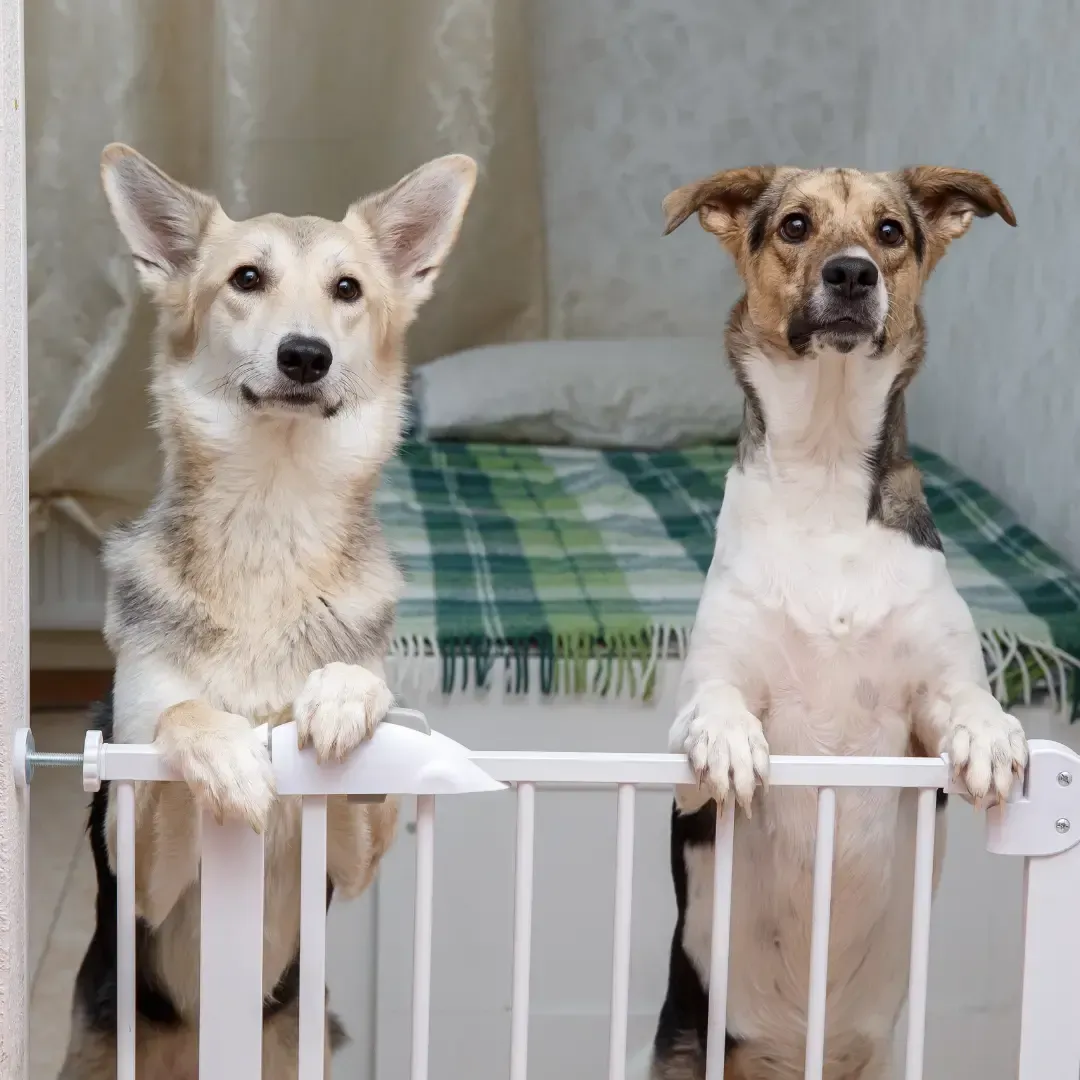 Pet Gate Installation by Otterloop Handyman Services - Knoxville 