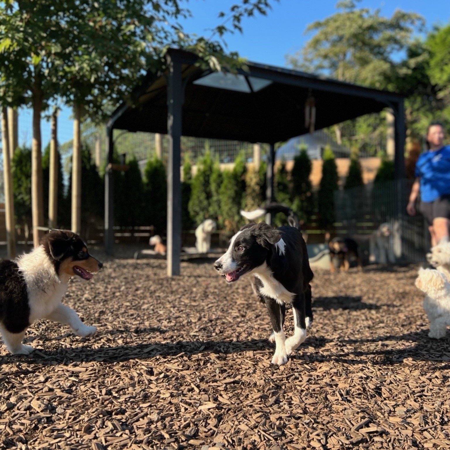 Happy dogs in a clean Good Dog facility or outdoor yard with copy-safe space.