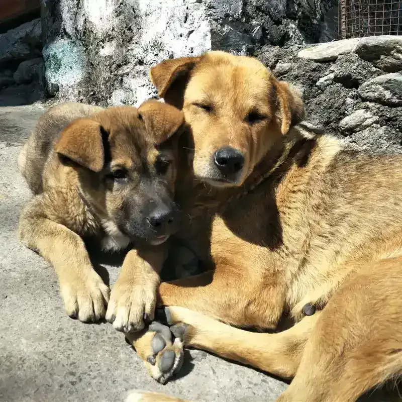 street dog in nepal