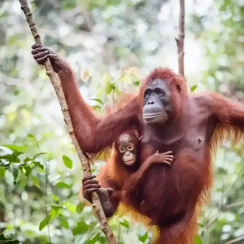 rainforest in indonesia