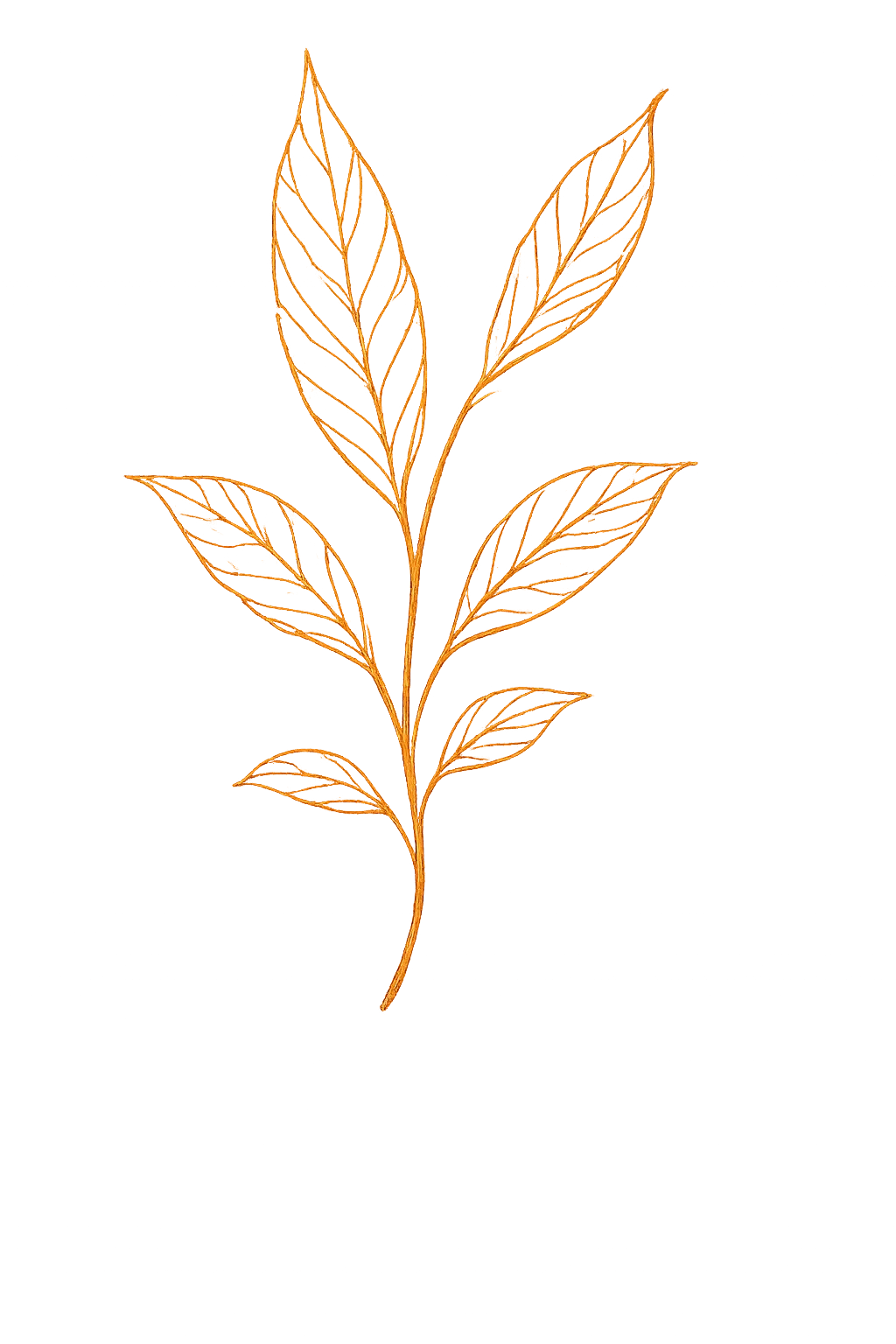 Botanical leaf illustration