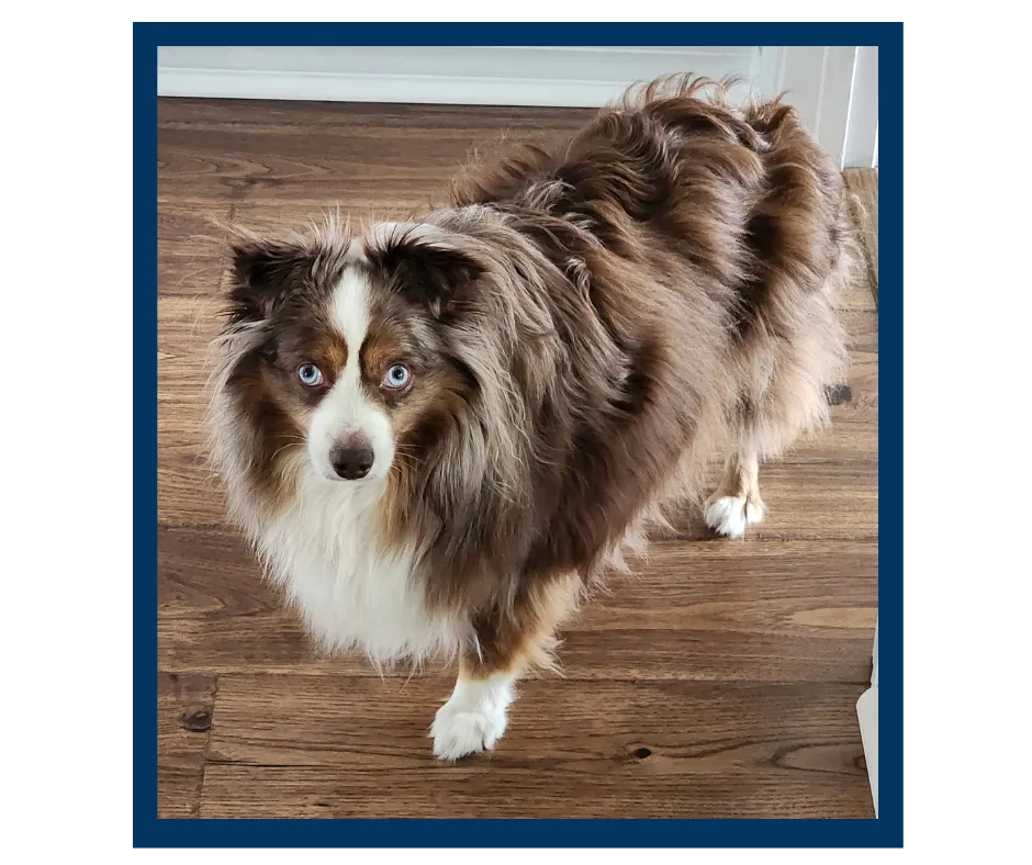 Charlie, therapy dog at Ancora Counseling Center providing comfort and support during virtual Christian counseling sessions