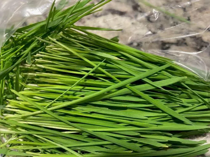 Wheatgrass