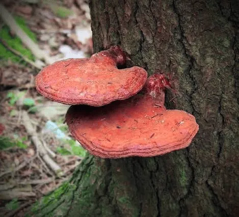 Local Mushroom of the Week, Hemlock Reishi, The Dairy Powered Medicine Maker