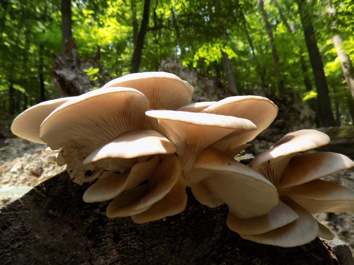 Forest “Seafood”, the Oyster Mushroom