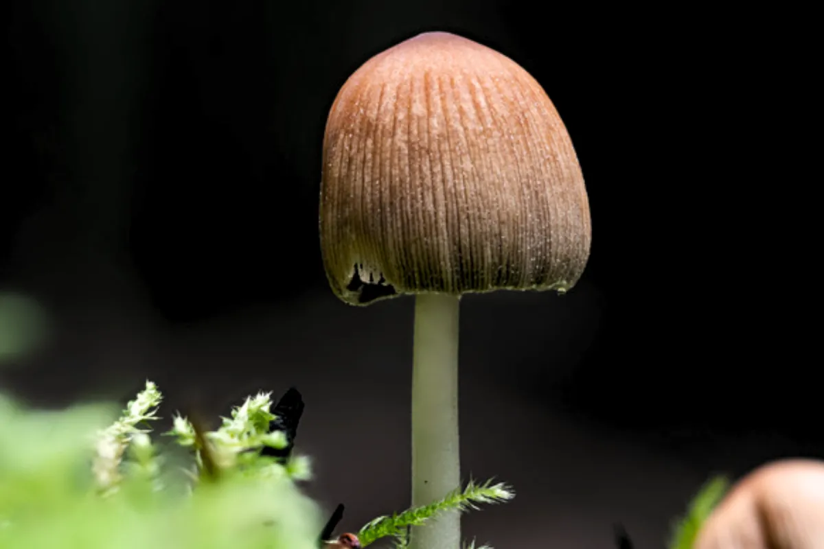 Street-Corner Sparkle: Mica Cap, Coprinellus micaceus