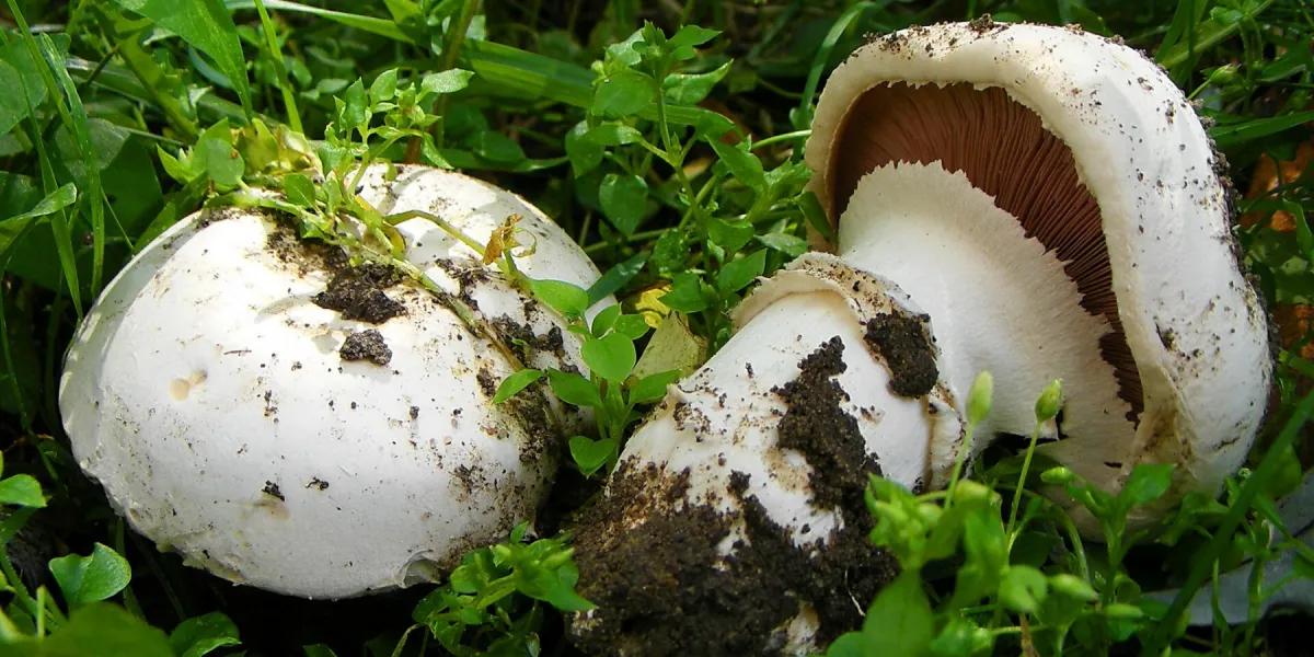 Banded Agaricus