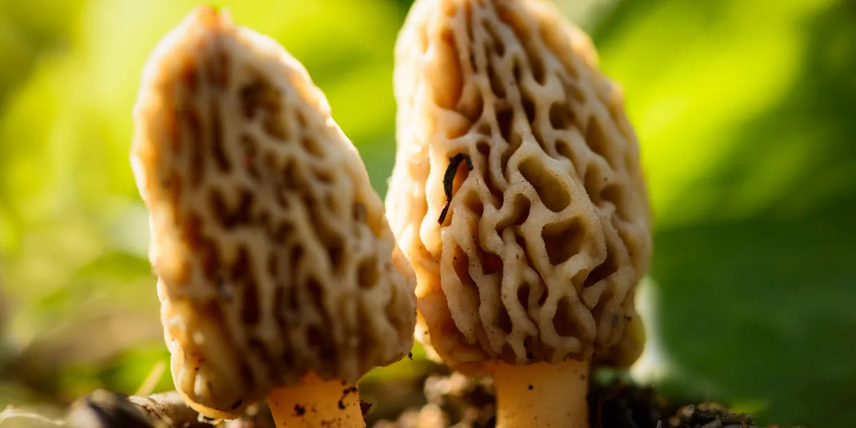 The Yellow Morel, Spring’s Most Hunted Secret
