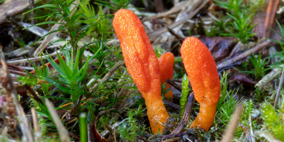 Cordyceps militaris