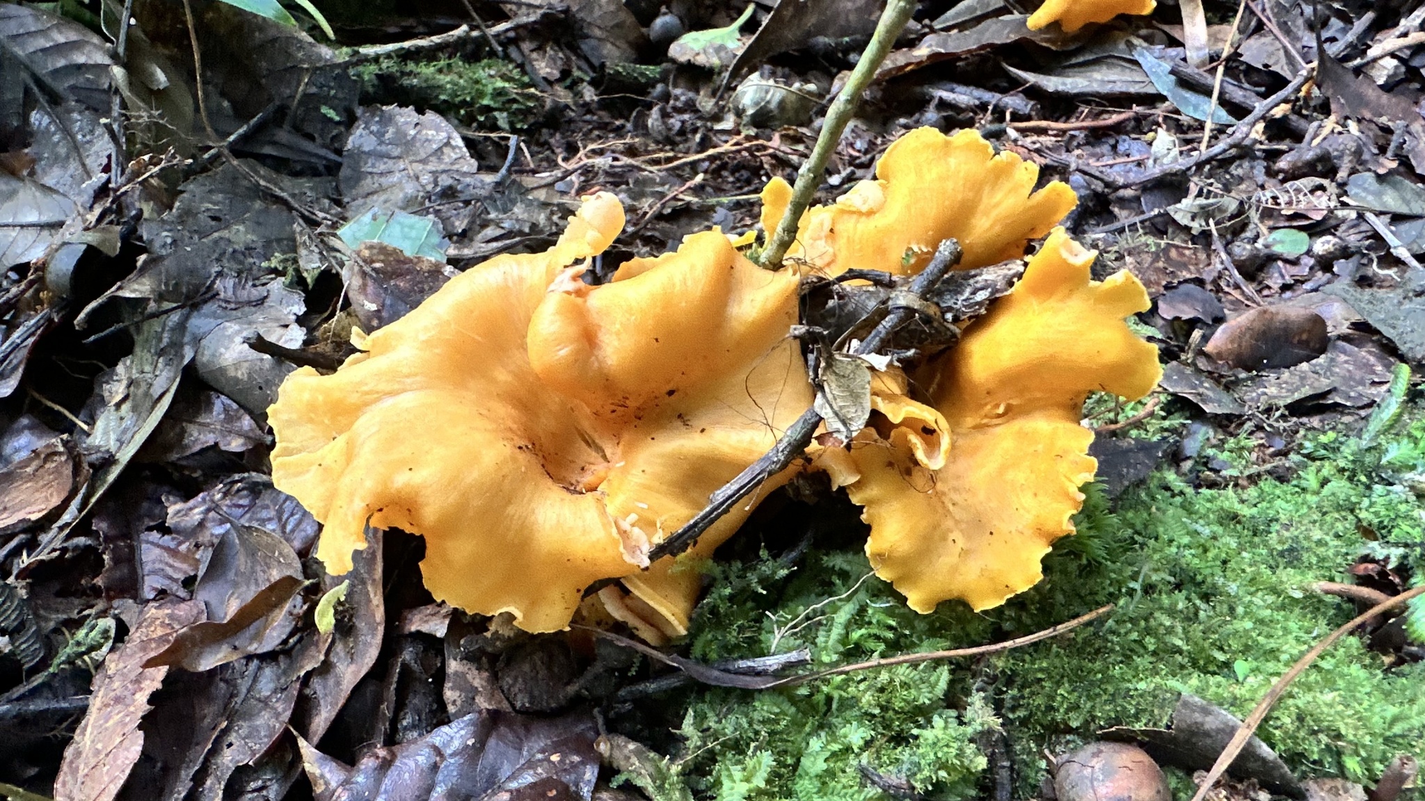 Local Mushroom of the Week, Smooth Chanterelle, The Golden Guardian of Our Oaks