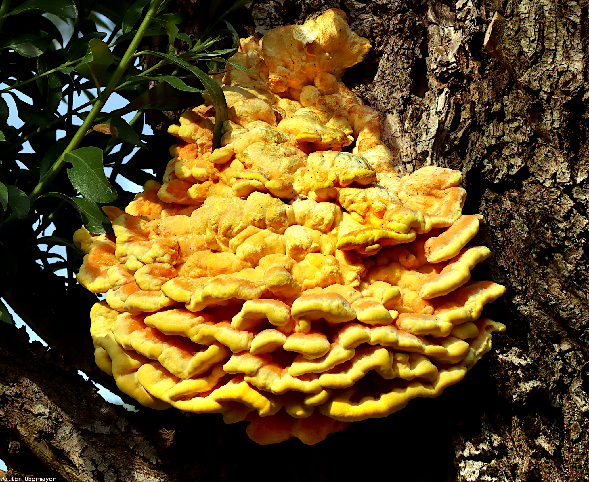 Local Mushroom of the Week, Chicken Of The Woods, A Forest Parasite Saving Lives