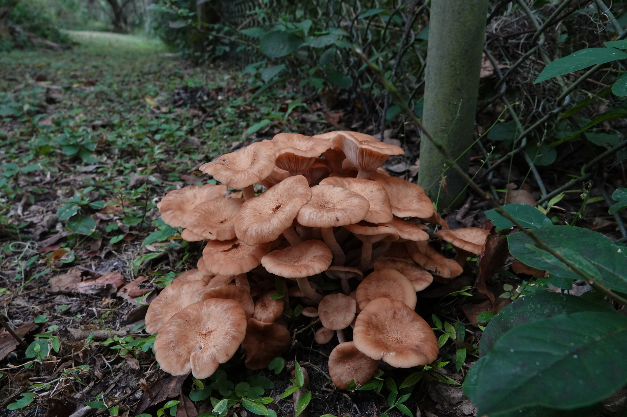 Local Mushroom of the Week, Ringless Honey, The Shapeshifter In Your Yard