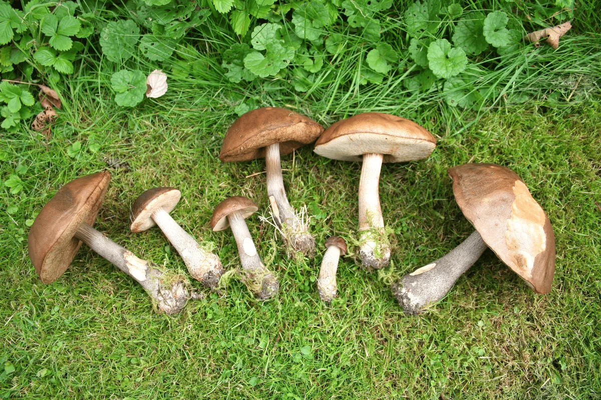 Local Mushroom of the Week, Birch Bolete, A Wild Mushroom with Surprising Biochemistry by Benjamin Ashpole, NourishCap.com