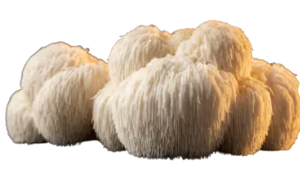A cluster of fresh lion's mane mushrooms