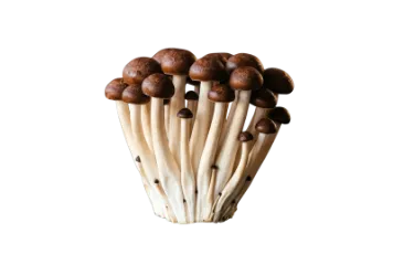 A cluster of fresh pioppini mushrooms