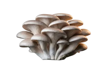 A cluster of fresh oyster mushrooms