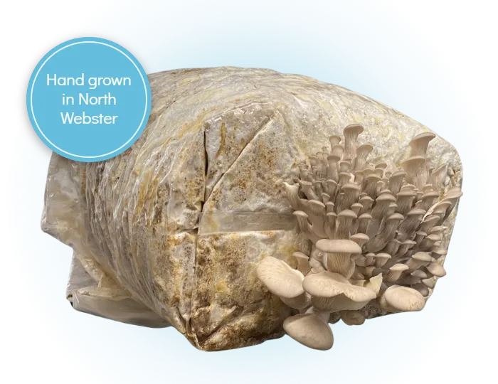 An oyster mushroom grow block with clusters of oyster mushrooms, and a round badge that says Hand grown in North Webster