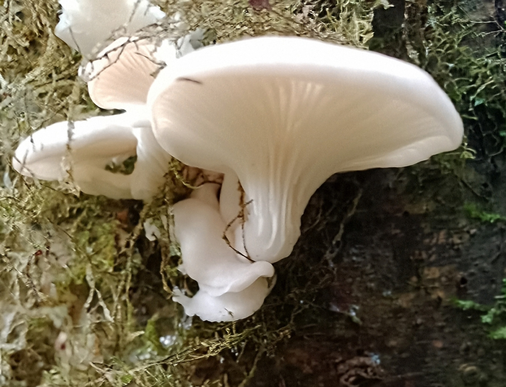 Local Mushroom of the Week, Veiled Oyster, The Forest's Tree-Hugging Predator