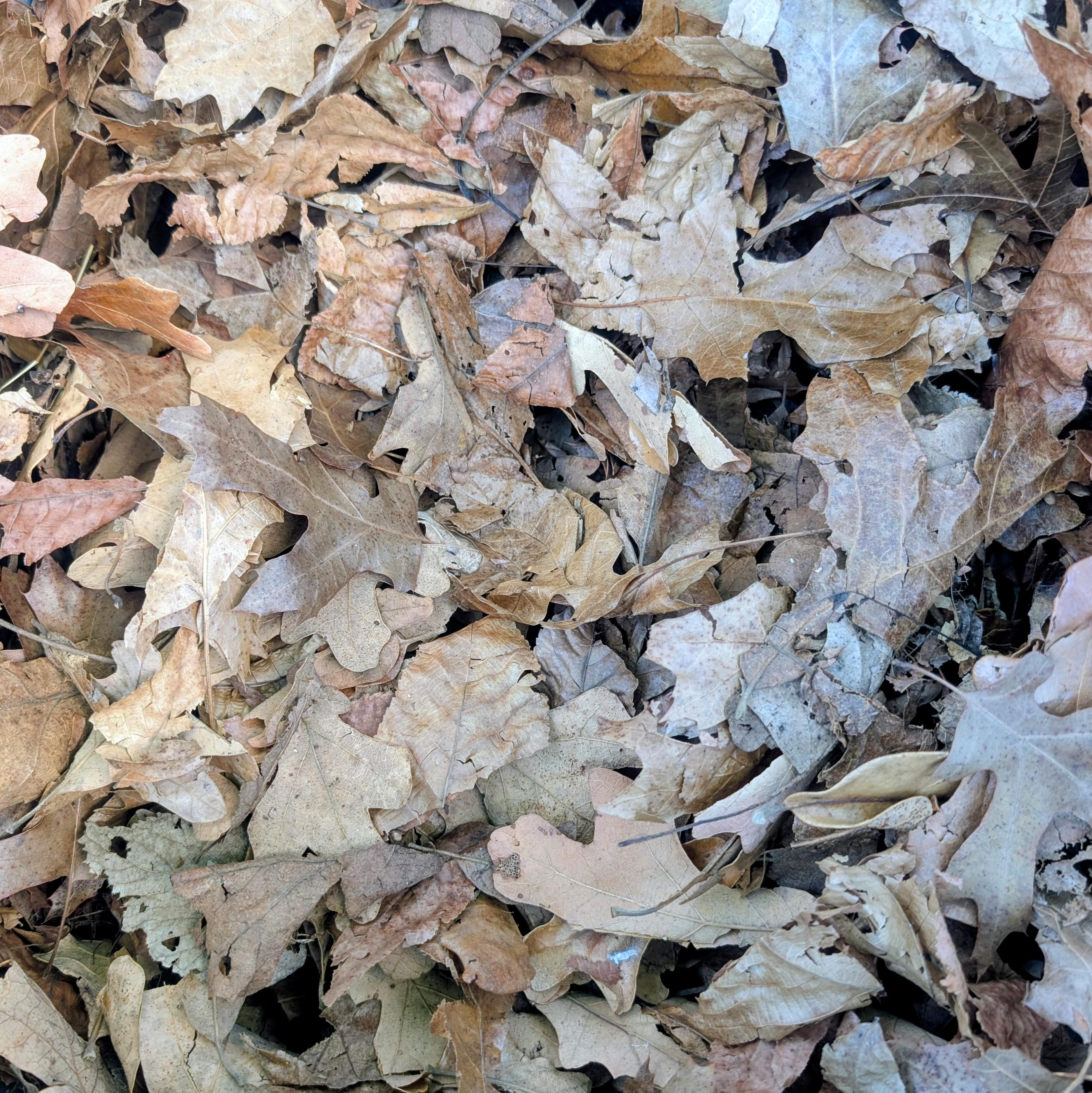 Mixed Hardwood Leaves