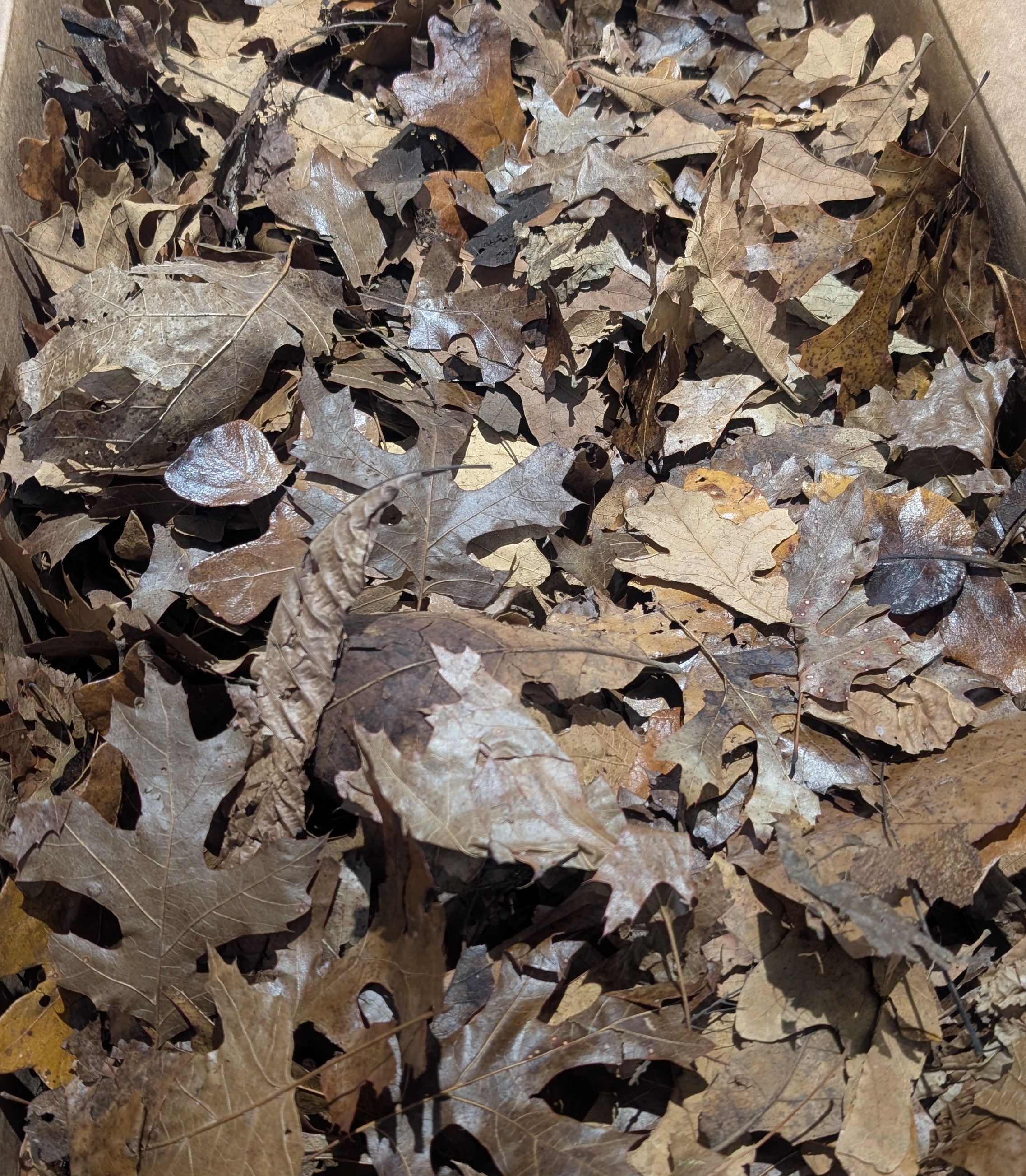 Mixed Hardwood Leaves