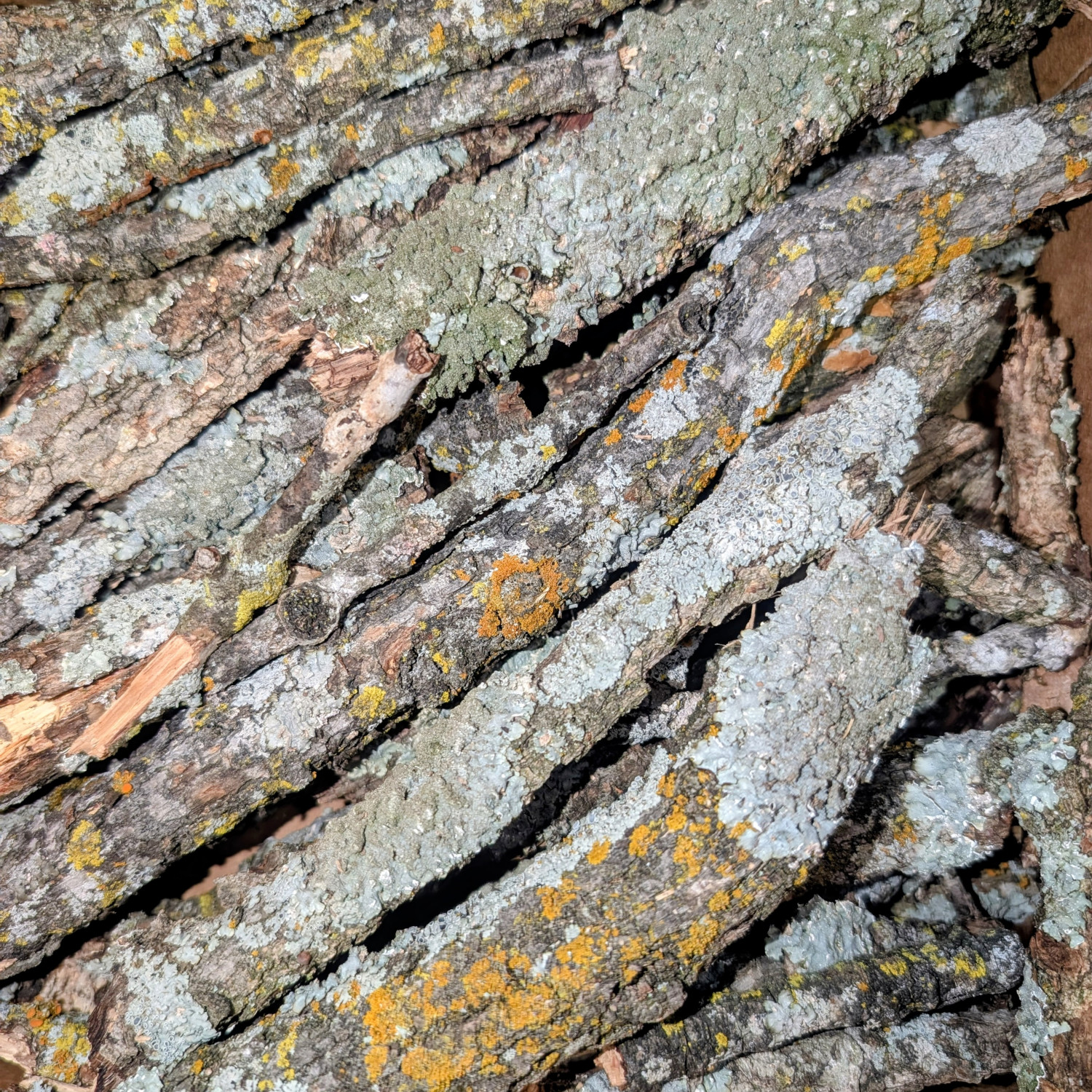 Lichen Wood