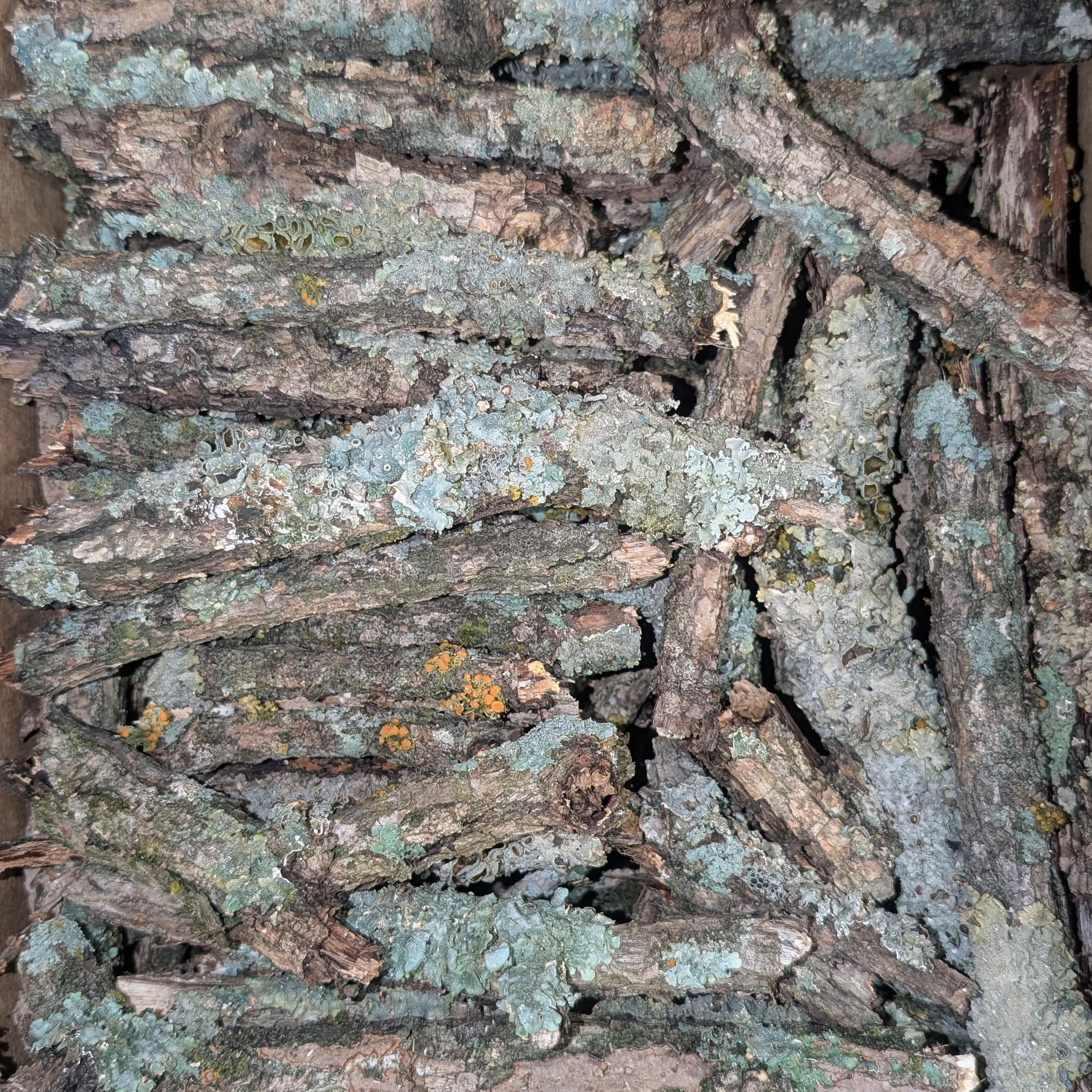 Lichen Wood