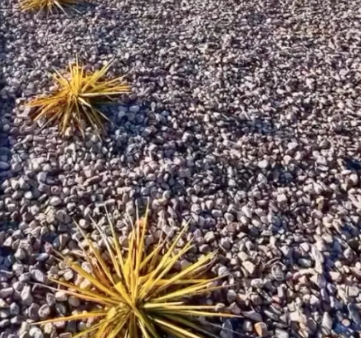 Hardscap plant installetion service Saint George UT