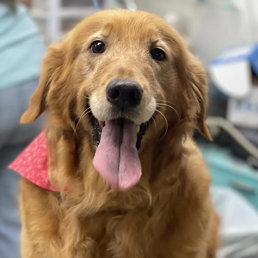 Pet Groomer | Chino CA | Doggie Mat