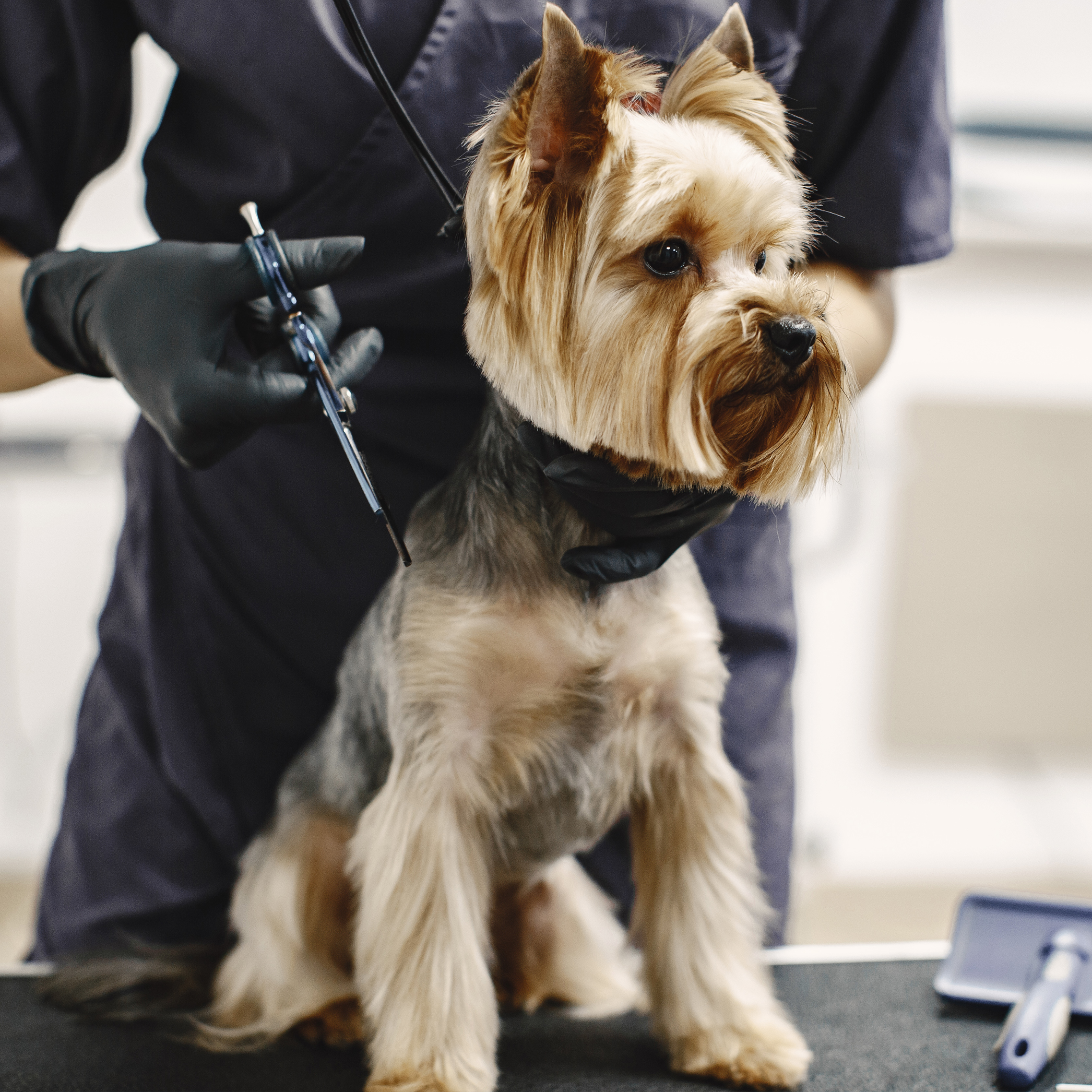 Dog grooming | Chino CA | Doggie Mat