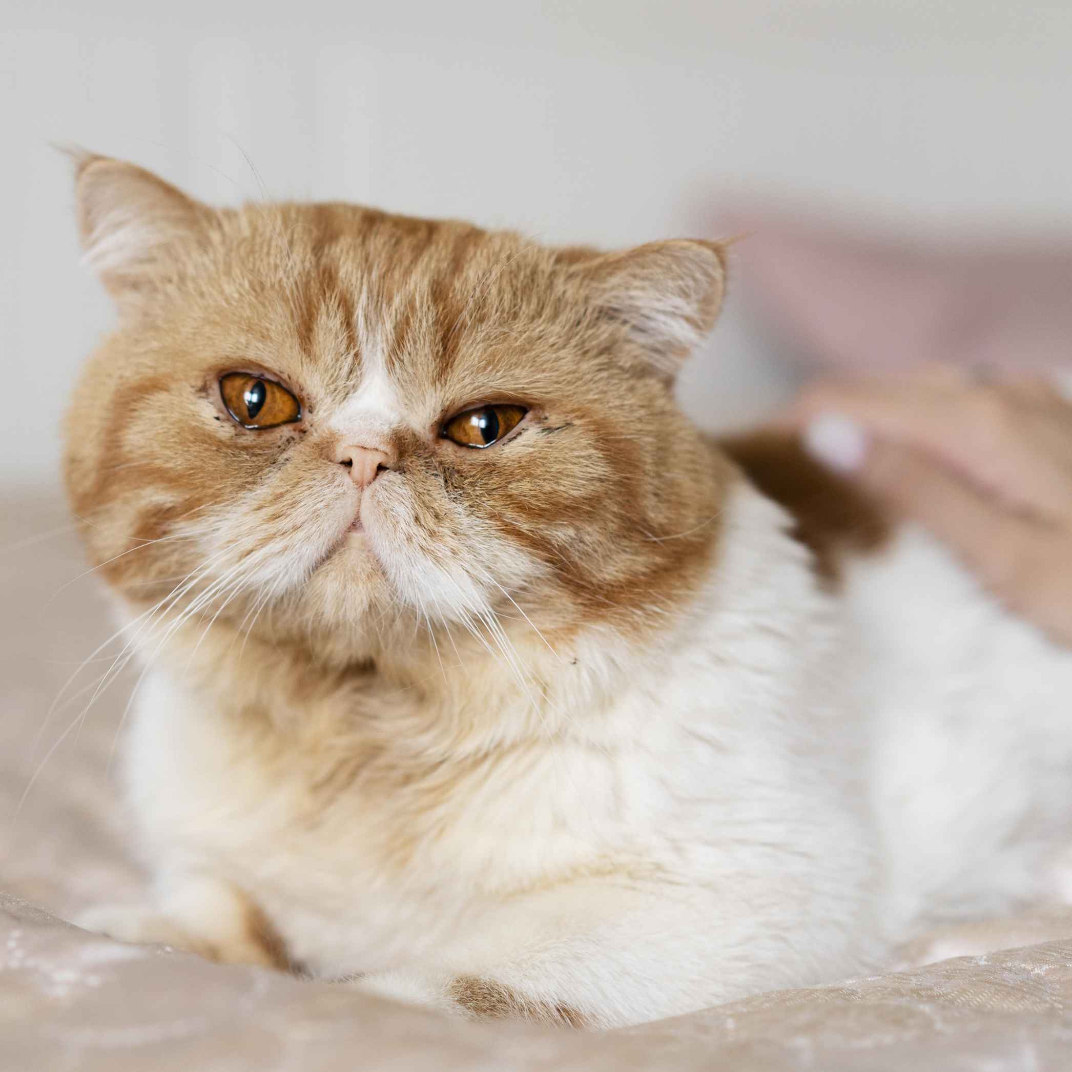 Cat grooming | Chino CA | Doggie Mat