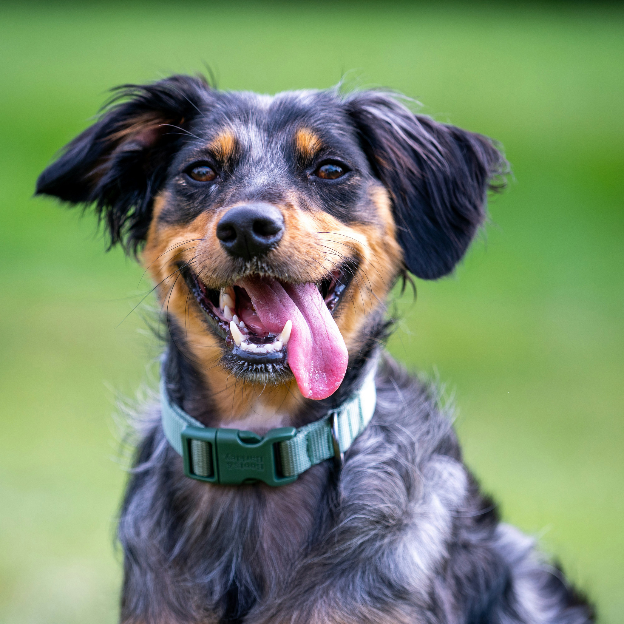 Professional dental service | Chino CA | Doggie Mat