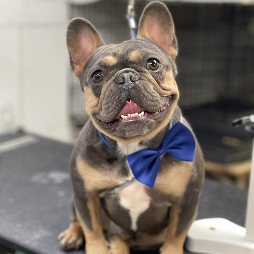 Pet Dental Service | Chino CA | Doggie Mat