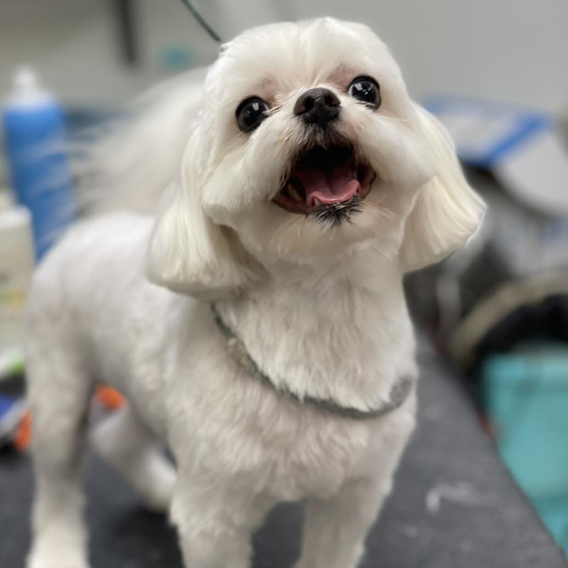 Dog Grooming Service | Chino CA | Doggie Mat