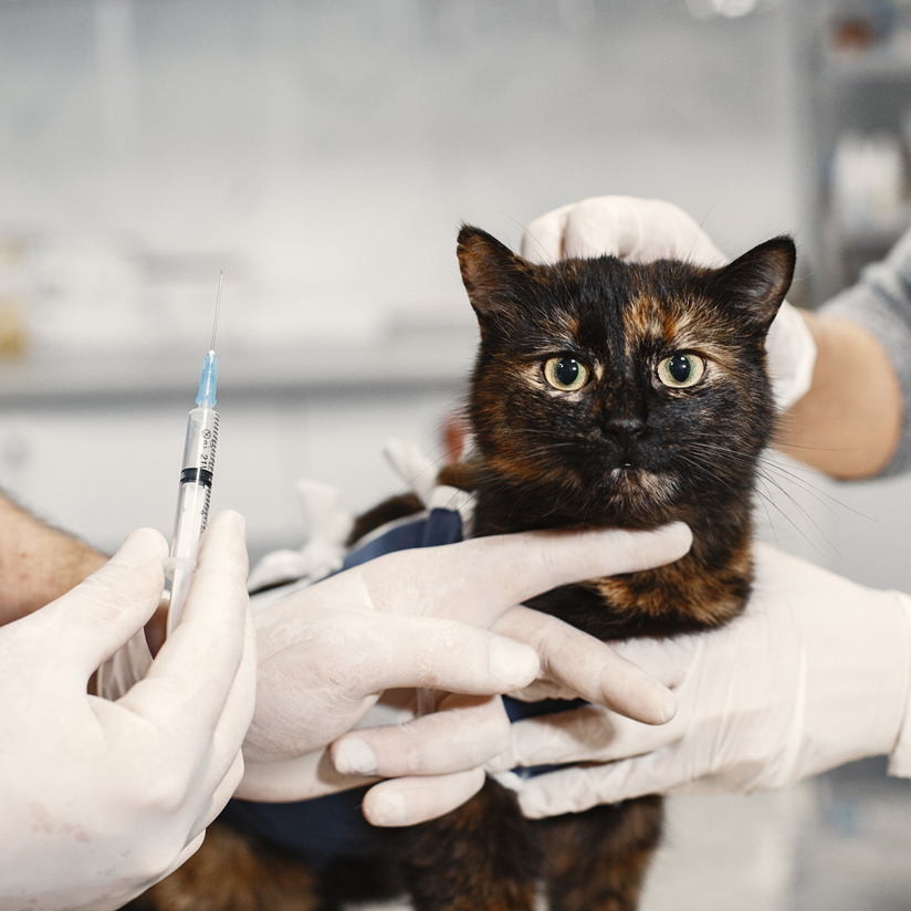 Pet vaccination | Chino CA | Doggie Mat