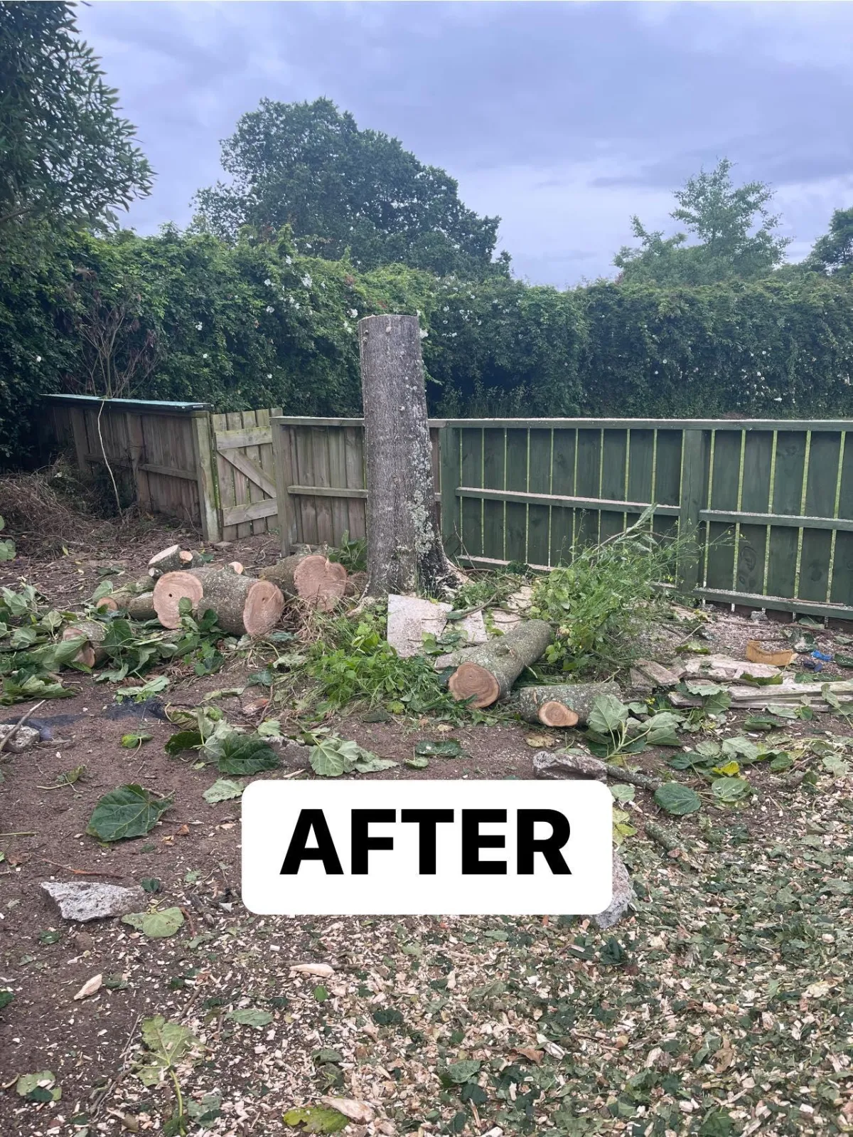 stump grinding service in Auckland backyard