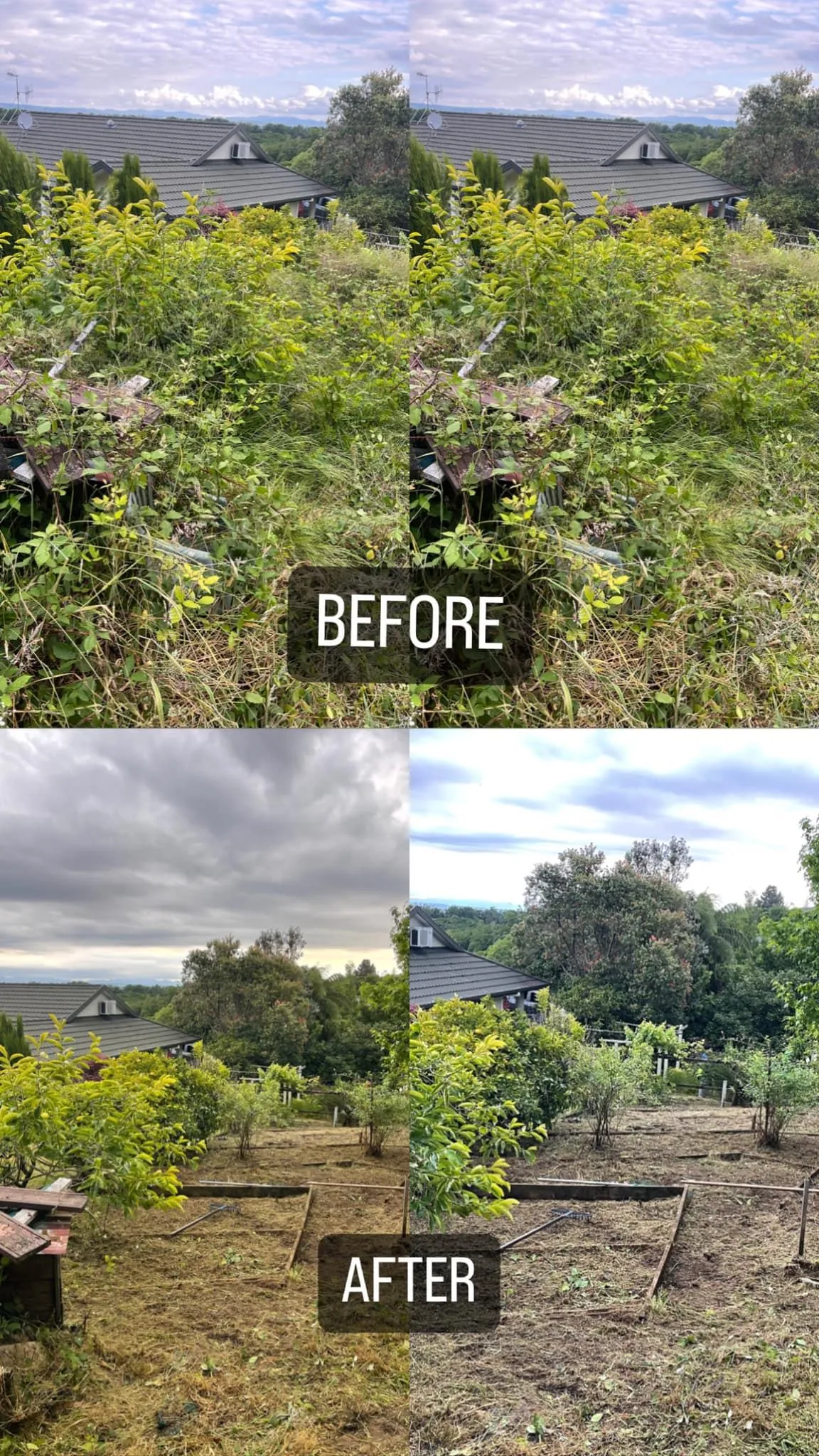 tree removal before and after in Auckland