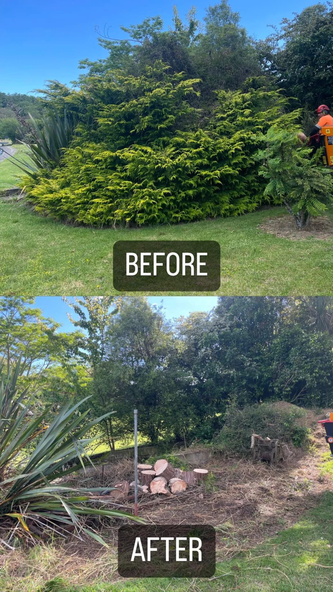 hedge trimming before and after Auckland