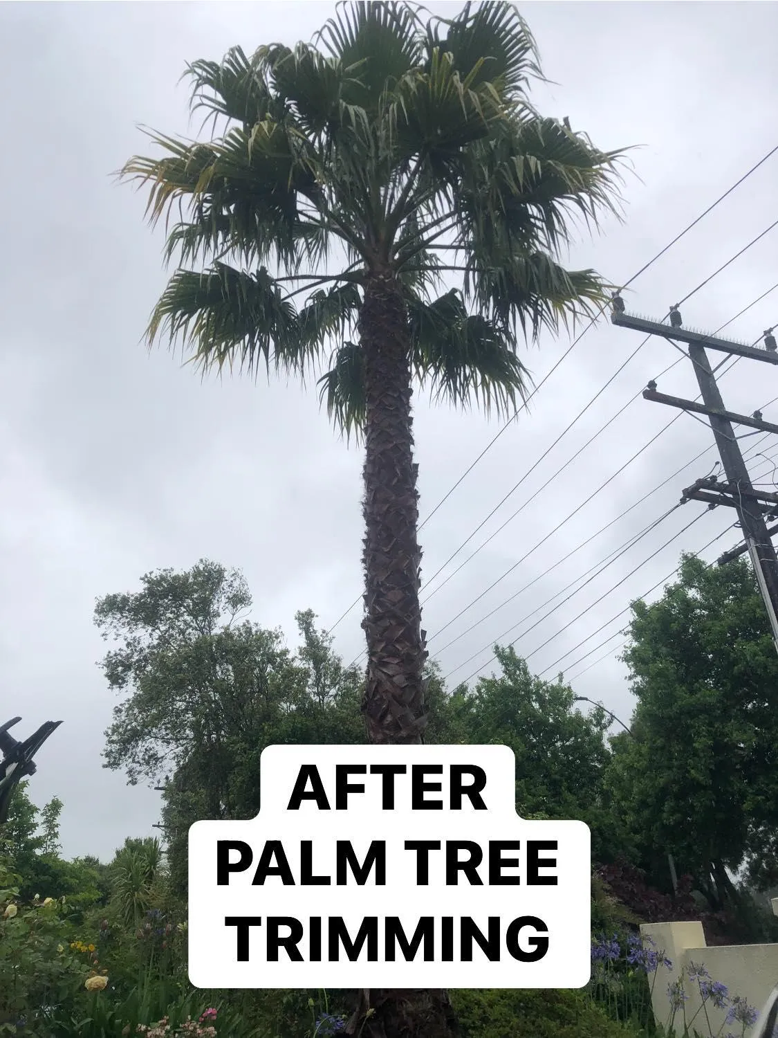 palm tree trimming Auckland results