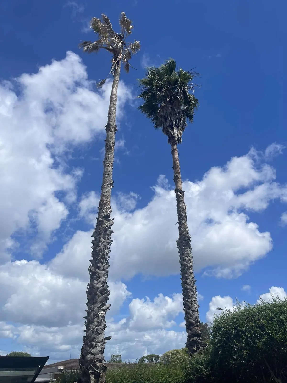 professional tree climber cutting tall tree in Auckland