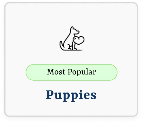 Puppy Training selection card