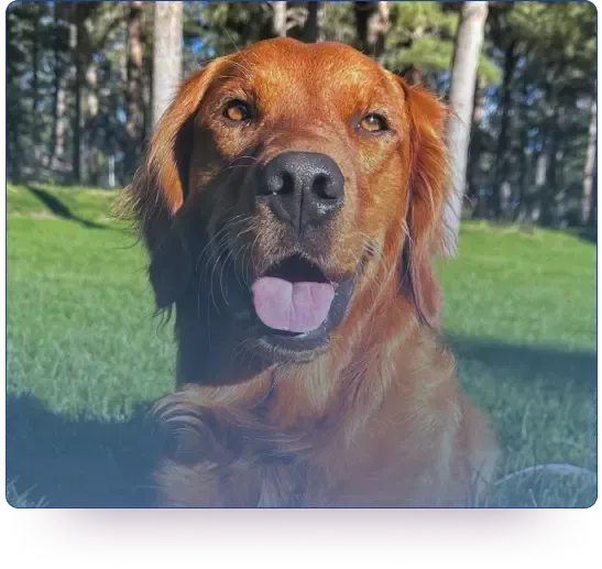 Zena the Dam of Charmed Dogs