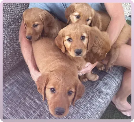Group of Golden Retriever Puppies